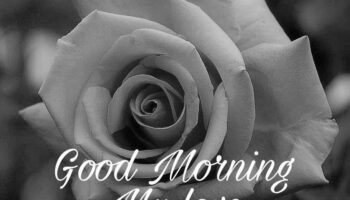 Beautiful Good Morning Love Shayari Image For Download | GdMorningQuote image 0