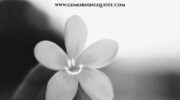 Good morning quotes about success with images – GdMorningQuote image 0