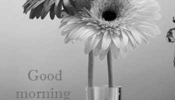 Good Morning Flower Wallpaper photo 0