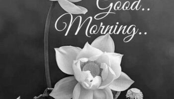 Morning Flower Quotes photo 0
