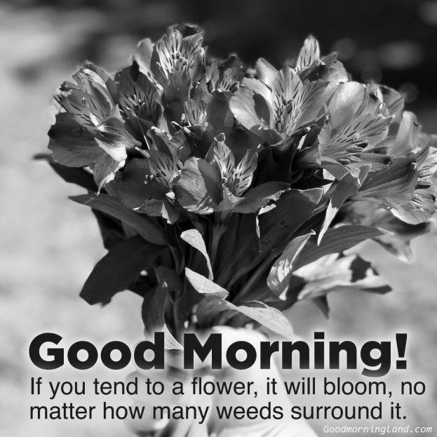 Morning Flower Quotes photo 1