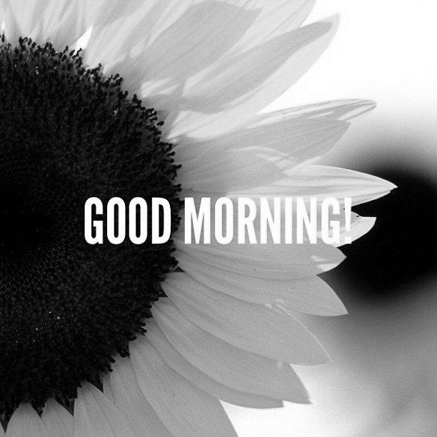Good Morning Sunflower Images photo 0